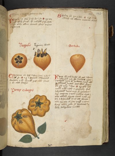 Add MS 41623 f.122r Pere Cotogne en Sorbo, uit 