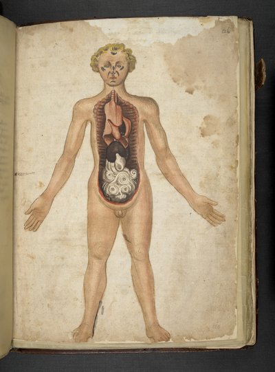 De interne organen van een mens, uit een kruidenboek, Belluno door Italian School