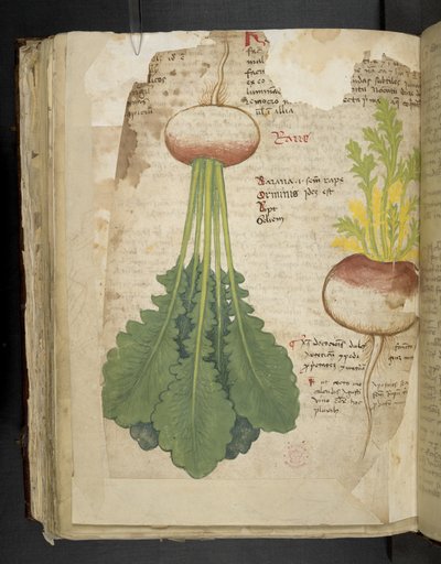 Add MS 41623 f.126v 