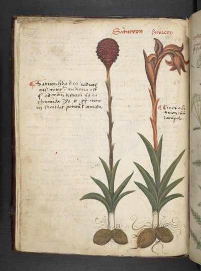 Een kruidenboek, Belluno door Italian School