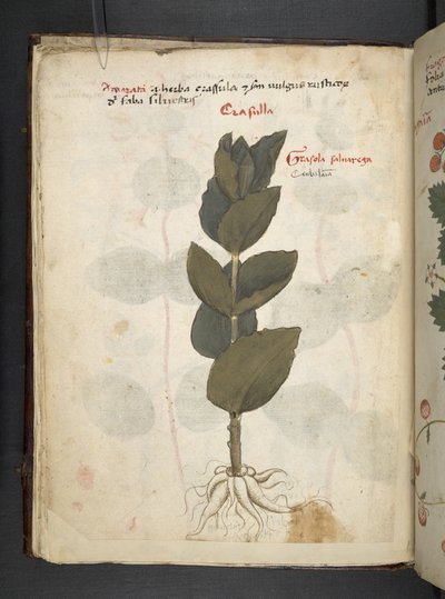 Een kruidenboek, Belluno door Italian School