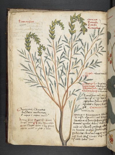 Add MS 41623 f.18v 