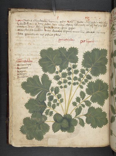 Een kruidenboek, Belluno door Italian School
