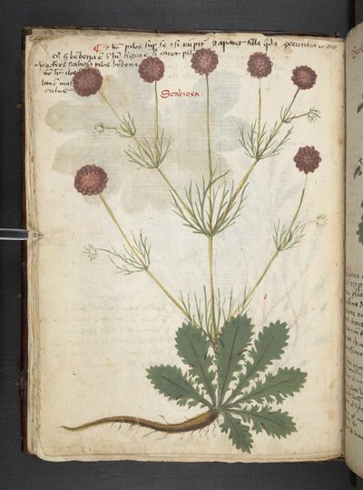 Add MS 41623 f.26v 