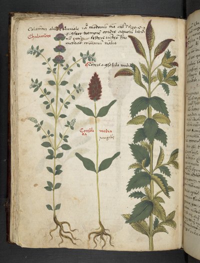 Add MS 41623 f.30v 