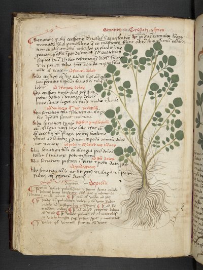 Een kruidenboek, Belluno door Italian School