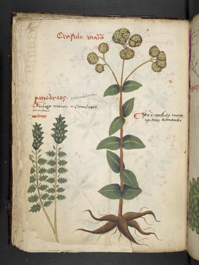 Een kruidenboek, Belluno door Italian School