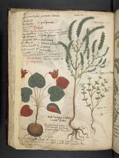 Add MS 41623 f.40v 