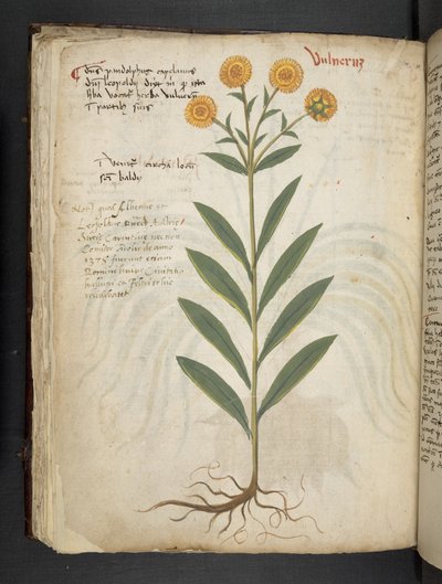 Add MS 41623 f.49v 