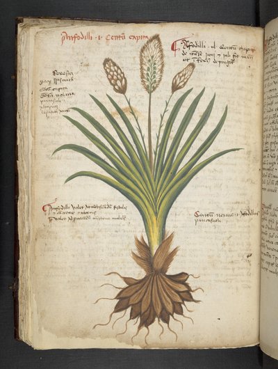 Een kruidenboek, Belluno door Italian School