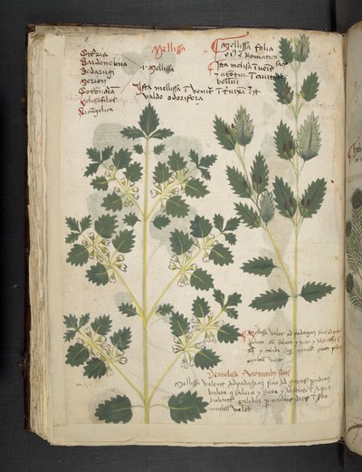 Add MS 41623 f.52v 
