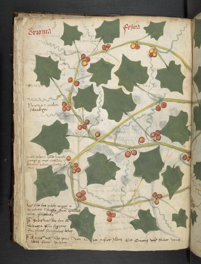 Add MS 41623 f.53v 