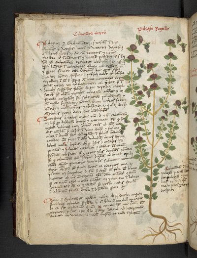 Add MS 41623 f.54v 