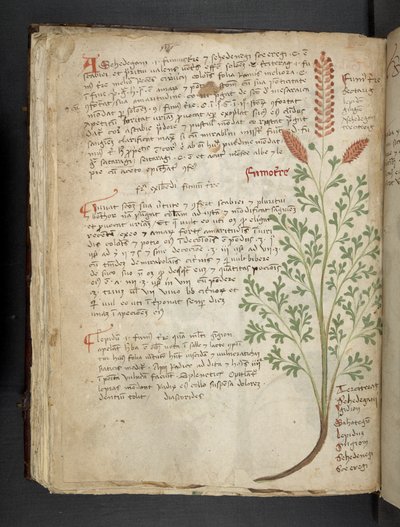 Add MS 41623 f.65v 