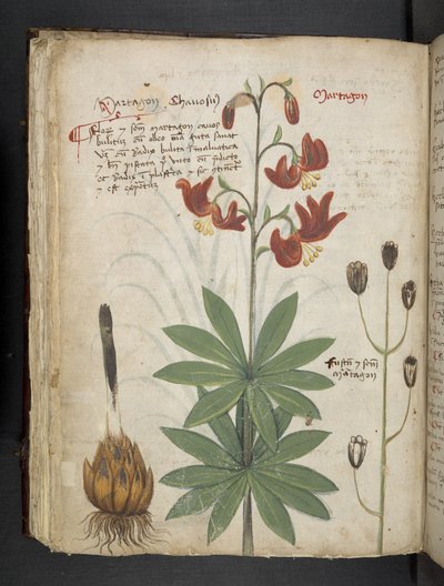 Een kruidenboek, Belluno door Italian School