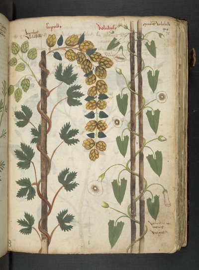 Add MS 41623 f.75r 