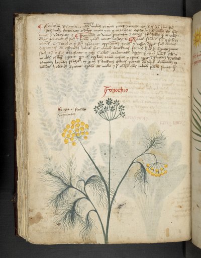 Add MS 41623 f.84v Venkel, uit 