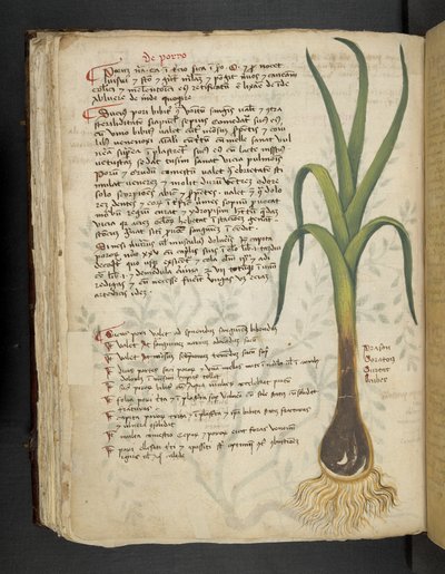 De Porro, een kruidenboek, Belluno door Italian School