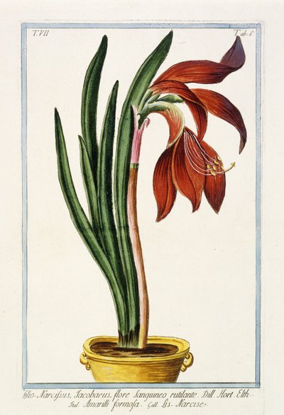 Amaryllis Formosa, 1772-1784 door Italian School