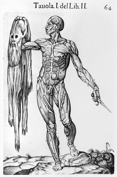 Anatomische studie, plaat 64, illustratie uit Anatomia del corpo humano door Juan de Valverde (ca.1525-ca.1587) Rome, 1560 door Italian School