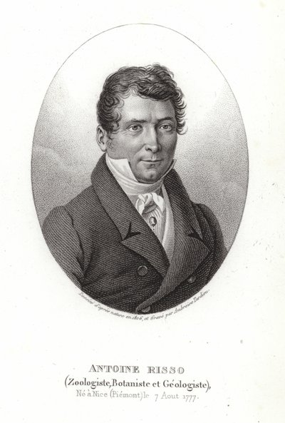 Antoine Risso door Italian School