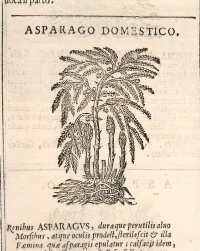 Asperge (Asparagus officinalis), gravure door Castore Durante door Italian School