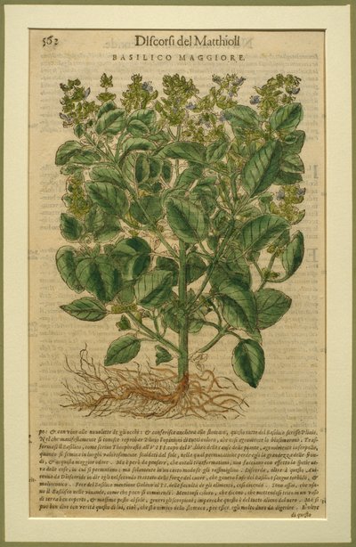 Basilicum, een botanische plaat uit de Discorsi door Pietro Andrea Mattioli (1501-77) gepubliceerd in Venetië, 1570 door Italian School