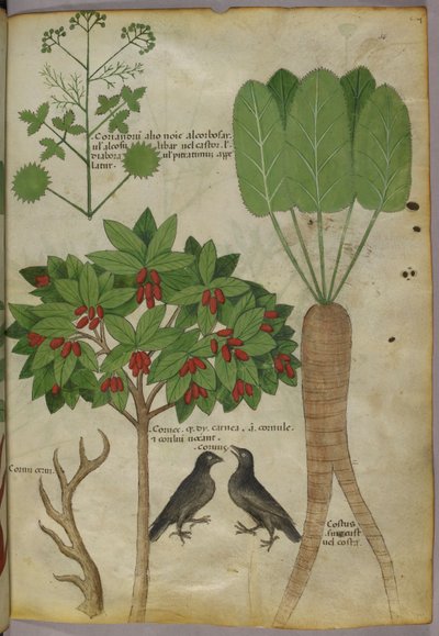 Botanische illustratie van planten en vogels, ca. 1440 door Italian School