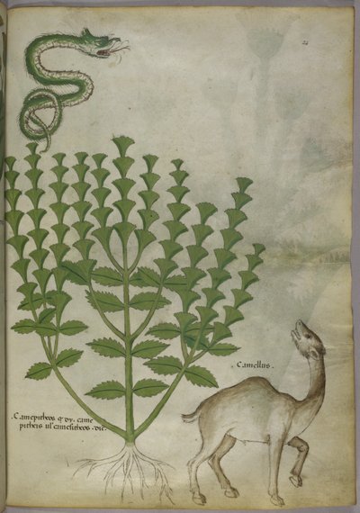 Botanische Illustratie van een plant, een slang en een kameel, ca. 1440 door Italian School