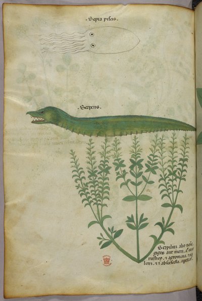 Botanische en dierlijke illustratie van een plant, een inktvis en een slang, ca. 1440 (inkt en kleur op perkament) door Italian School