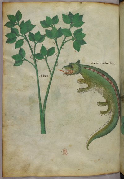Botanische en dierlijke illustratie van een plant en een krokodil, ca. 1440 (inkt en kleur op perkament) door Italian School