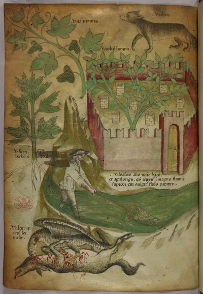 Botanische en dierlijke illustratie van planten, een ommuurde tuin, een wolf, een man die met een net vist in een beek en een gier die een karkas van een dier pikt, ca. 1440 (inkt en kleur op perkament) door Italian School