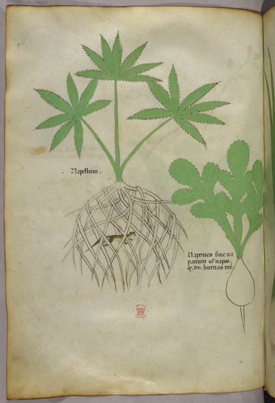 Botanische illustratie, ca. 1440 (inkt en kleur op perkament) door Italian School
