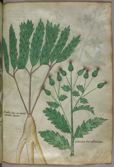 Botanische illustratie, ca. 1440 (inkt en kleur op perkament) door Italian School