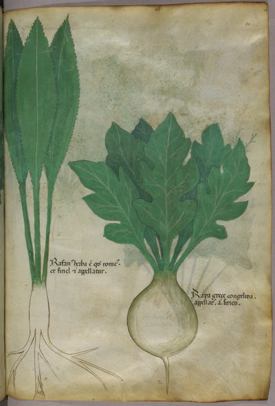 Botanische illustratie, ca. 1440 (inkt en kleur op perkament) door Italian School