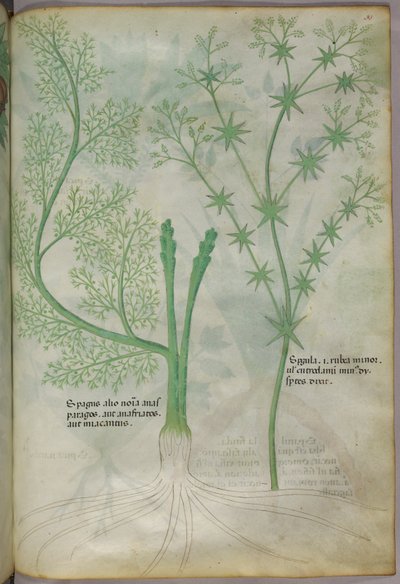 Botanische illustratie, ca. 1440 (inkt en kleur op perkament) door Italian School