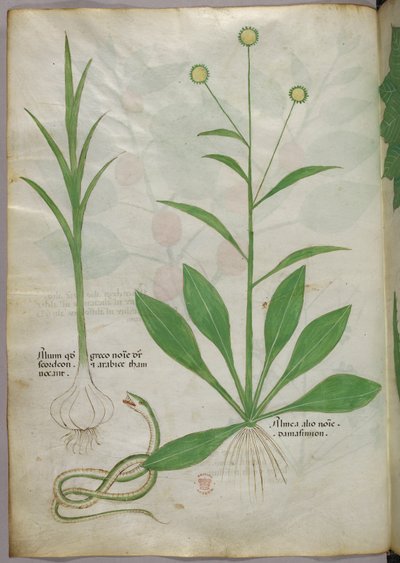 Botanische illustratie, ca. 1440 (inkt en kleur op perkament) door Italian School