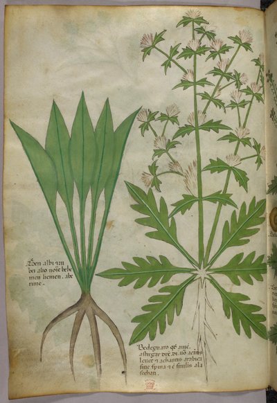 Botanische illustratie, ca. 1440 (inkt en kleur op perkament) door Italian School