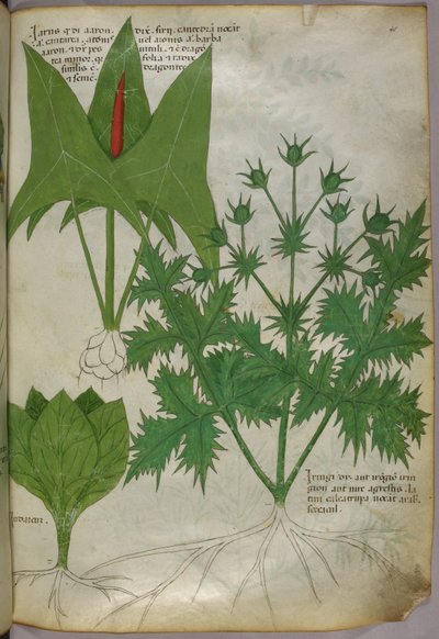 Botanische illustratie, ca. 1440 (inkt en kleur op perkament) door Italian School