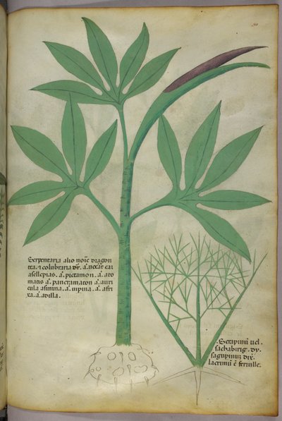 Botanische illustratie, ca. 1440 (inkt en kleur op perkament) door Italian School