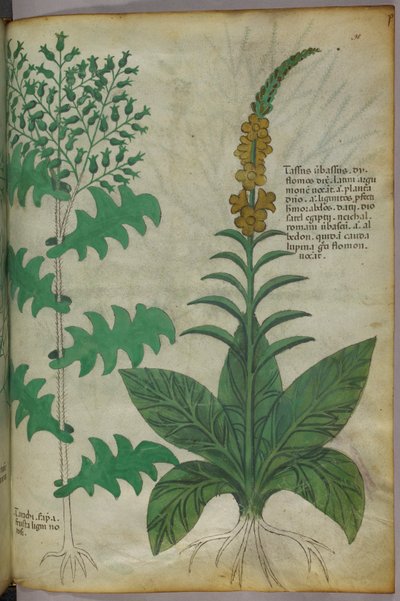Botanische illustratie, ca. 1440 (inkt en kleur op perkament) door Italian School