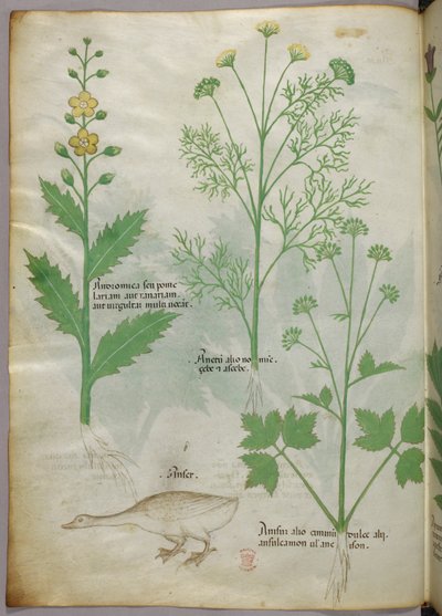 Botanische illustratie, ca. 1440 (inkt en kleur op perkament) door Italian School