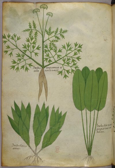 Botanische illustratie, ca. 1440 (inkt en kleur op perkament) door Italian School