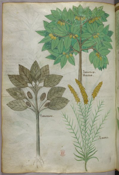 Botanische illustratie, ca. 1440 (inkt en kleur op perkament) door Italian School