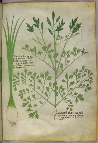 Botanische illustratie, ca. 1440 (inkt en kleur op perkament) door Italian School