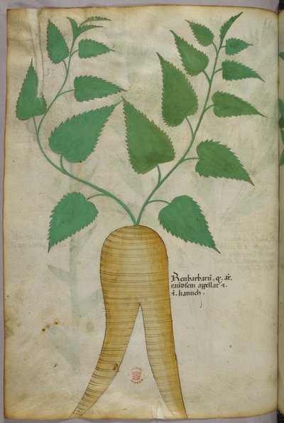 Botanische illustratie, ca. 1440 (inkt en kleur op perkament) door Italian School