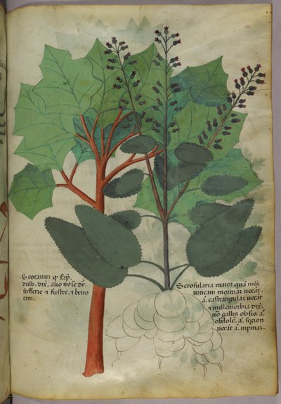 Botanische illustratie, ca. 1440 (inkt en kleur op perkament) door Italian School