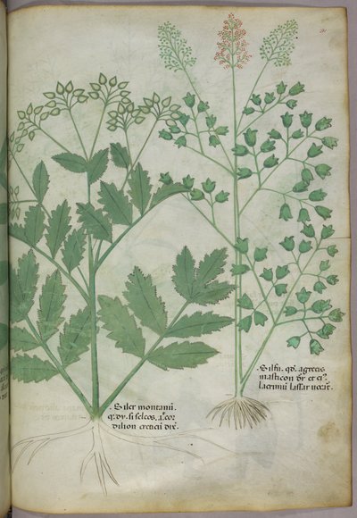 Botanische illustratie, ca. 1440 (inkt en kleur op perkament) door Italian School