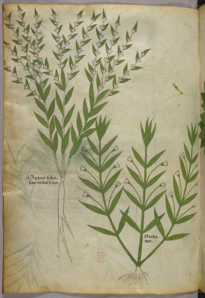 Botanische illustratie, ca. 1440 (inkt en kleur op perkament) door Italian School