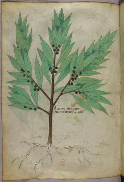 Botanische illustratie, ca. 1440 (inkt en kleur op perkament) door Italian School